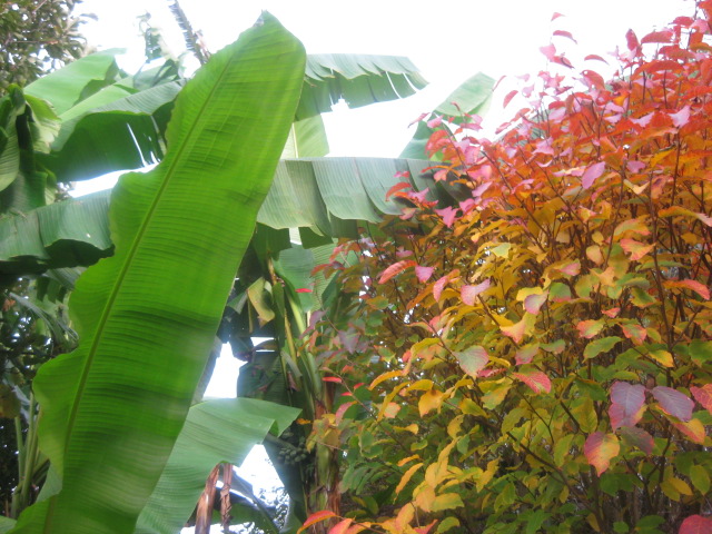 バナナの葉っぱは 紅葉しませんね 飛翔ライフスタイル